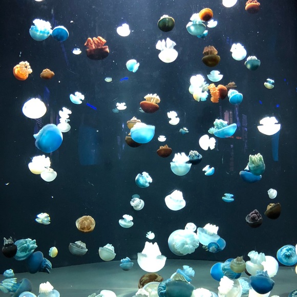 Meet your Posher, Tony - Picture 1 of 1